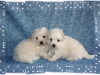 joytuff21508bb8-medium-web-view.jpg