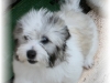 fancytroub-bandit2-medium-web-view.jpg