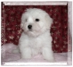 jinpik318wg14-medium-web-view.jpg