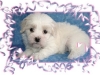 joytuff21508g1-medium-web-view.jpg