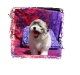 startroublttbt922c-medium-web-view.jpg