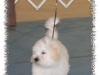 txshwtuffy-medium-web-view.jpg
