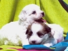 aaawebrockabyespropups4.jpg