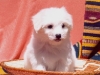 aaawebrockabyespropups8.jpg