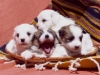 aawebrockabyespropups.jpg