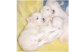 littlebitpups8-6-01c.jpg