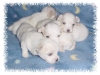 littlebitpups8-6-01f.jpg