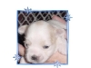 nicepup02-01-2-hmedium-web-view.jpg