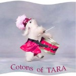 334_Cotons_of_Tara_Logo_J_Y