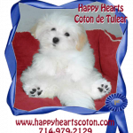 logo-happyhearts