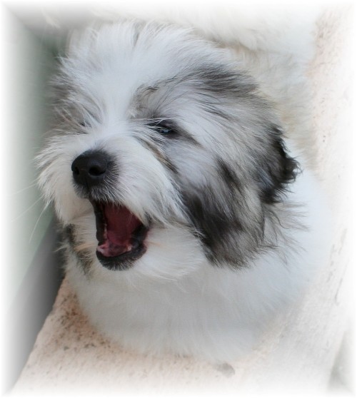 Tri color hot sale coton de tulear