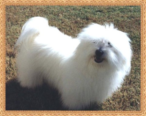 Coton de hotsell tulear hair