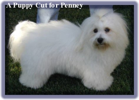 Coton de shop tulear hair